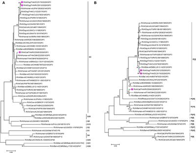 Genetic characterization and evidence for multiple reassortments of rotavirus A G3P[3] in dogs and cats in Thailand